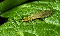 Steinflue (Plecoptera)